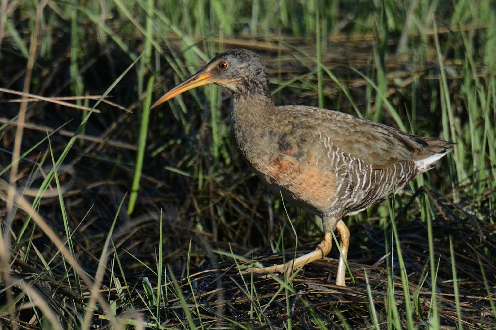 Rail, Clapper, 2014-05173216 Jake's Landing, NJ.JPG - Clapper Rail. Jake's Landing, NJ, 5-17-2014